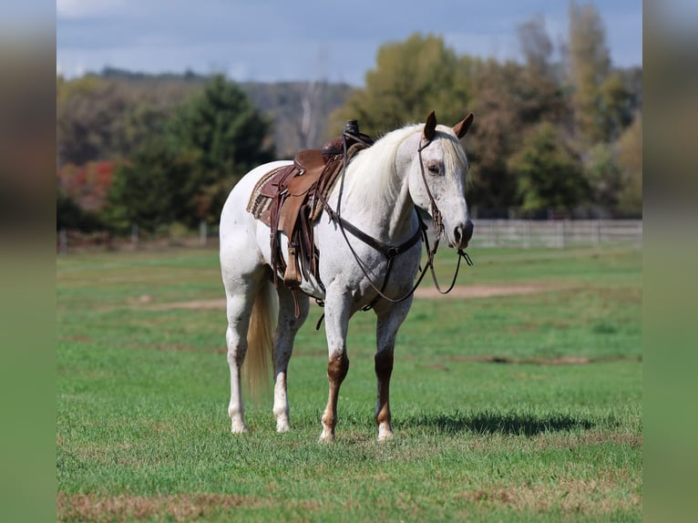 Appaloosa Caballo castrado 16 años White/Blanco in Cannon Falls Appaloosa Caballo castrado 16 años White/Blanco in Cannon Falls