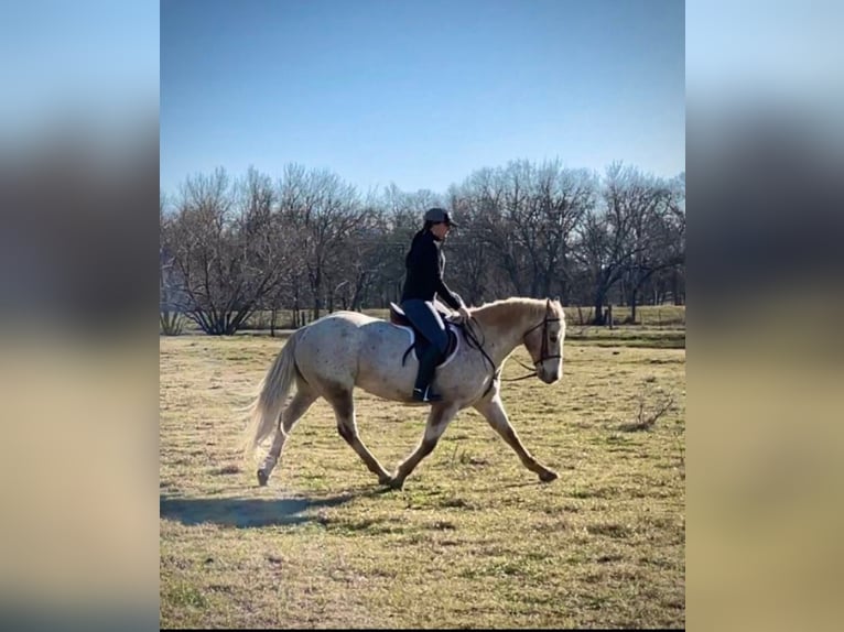 Appaloosa Caballo castrado 17 años 142 cm Castaño in Collinsville TX