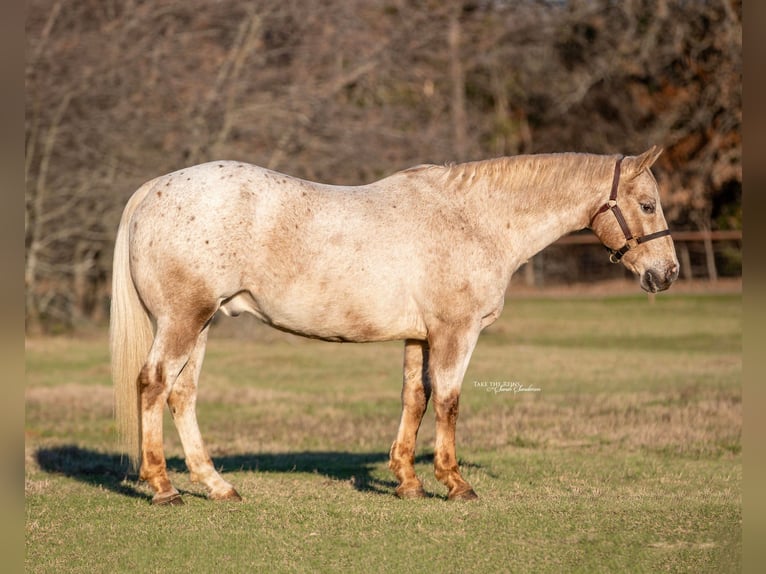 Appaloosa Caballo castrado 17 años 142 cm Castaño in Collinsville TX