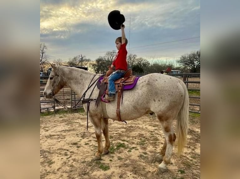 Appaloosa Caballo castrado 17 años 142 cm Castaño in Collinsville TX