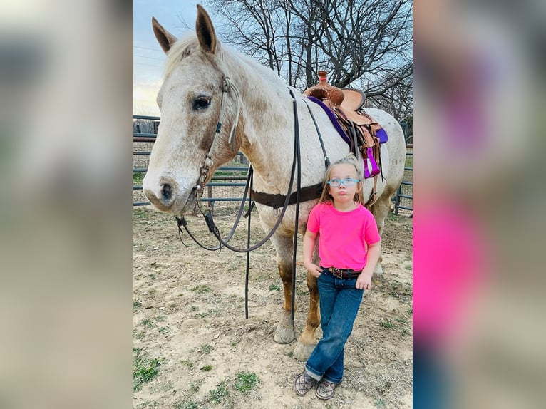 Appaloosa Caballo castrado 17 años 142 cm Castaño in Collinsville TX