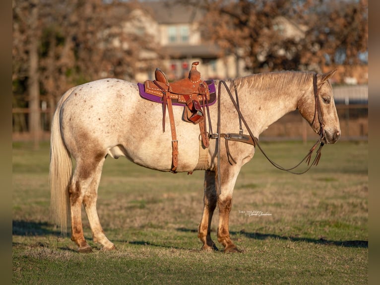 Appaloosa Caballo castrado 17 años 142 cm Castaño in Collinsville TX