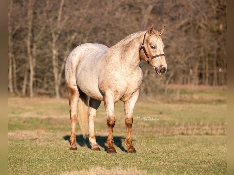 Appaloosa Caballo castrado 17 años 142 cm Castaño in Collinsville TX