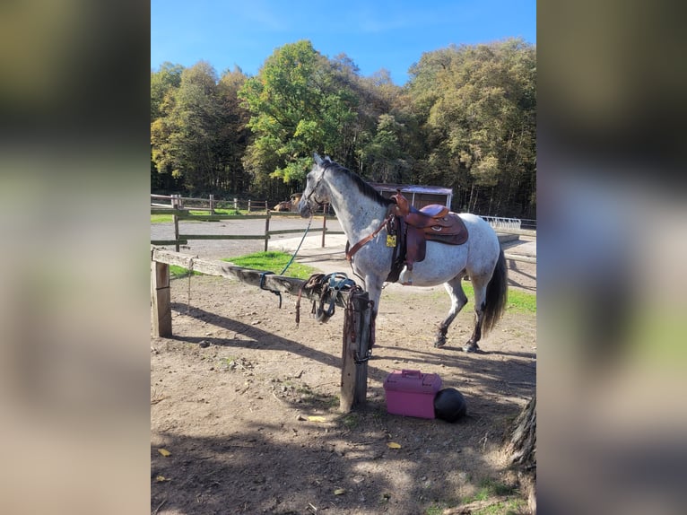 Appaloosa Mestizo Caballo castrado 17 años 150 cm Tordo picazo in Bergkamen