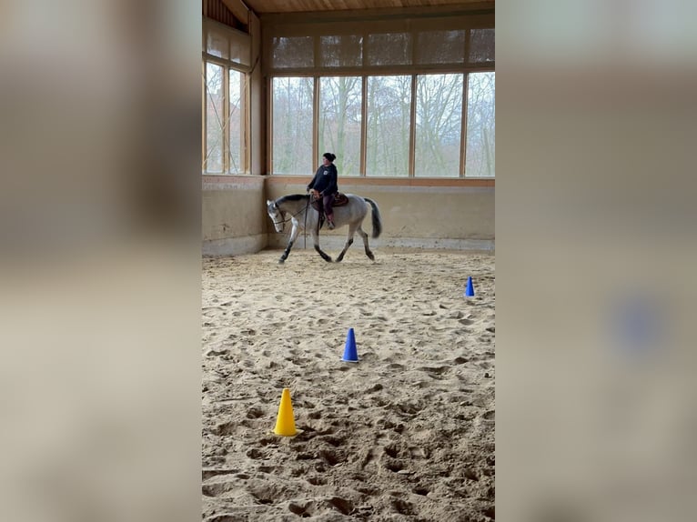 Appaloosa Mestizo Caballo castrado 17 años 150 cm Tordo picazo in Bergkamen