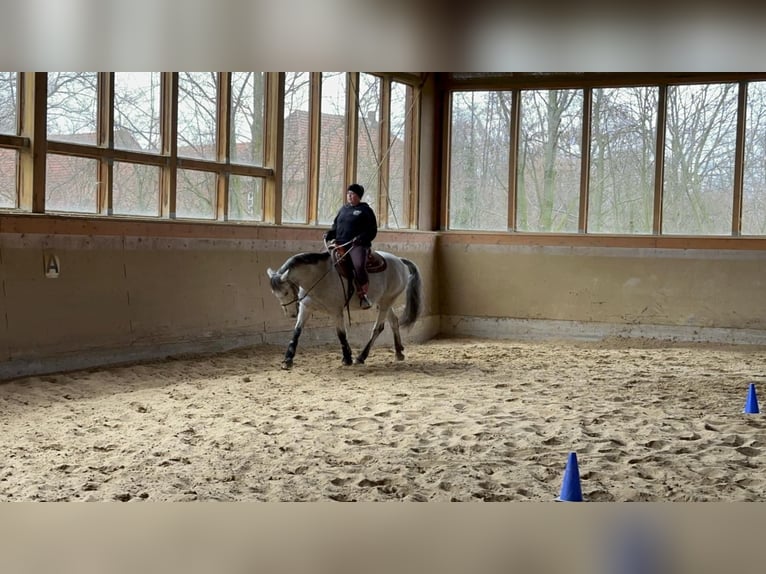 Appaloosa Mestizo Caballo castrado 17 años 150 cm Tordo picazo in Bergkamen