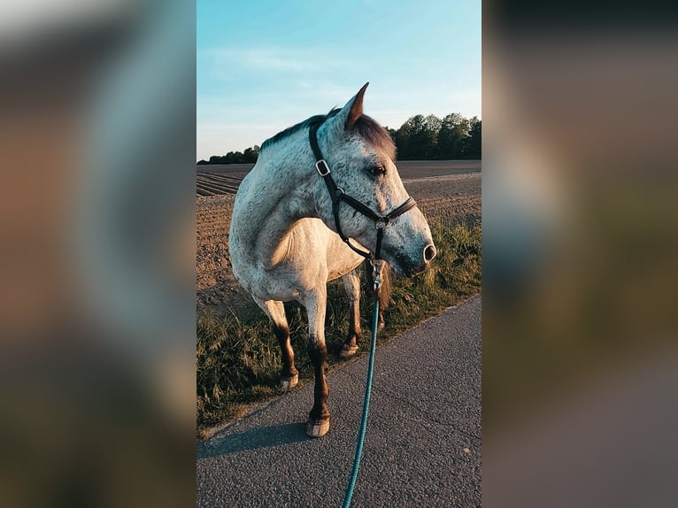 Appaloosa Mestizo Caballo castrado 17 años 150 cm Tordo picazo in Bergkamen