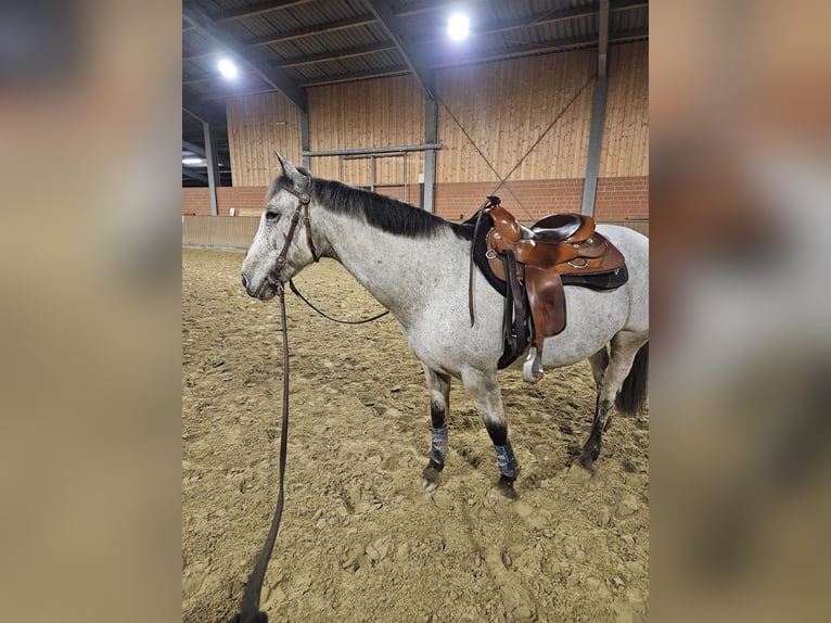 Appaloosa Mestizo Caballo castrado 17 años 150 cm Tordo picazo in Selm