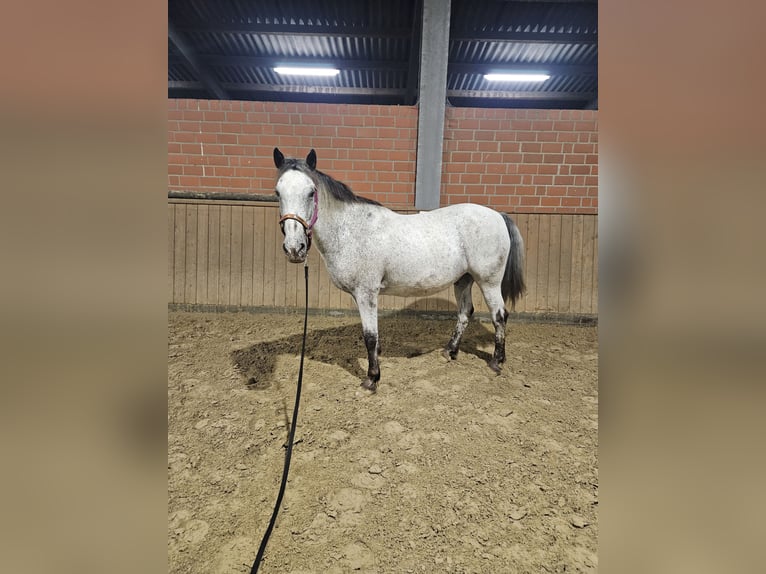 Appaloosa Mestizo Caballo castrado 17 años 150 cm Tordo picazo in Selm