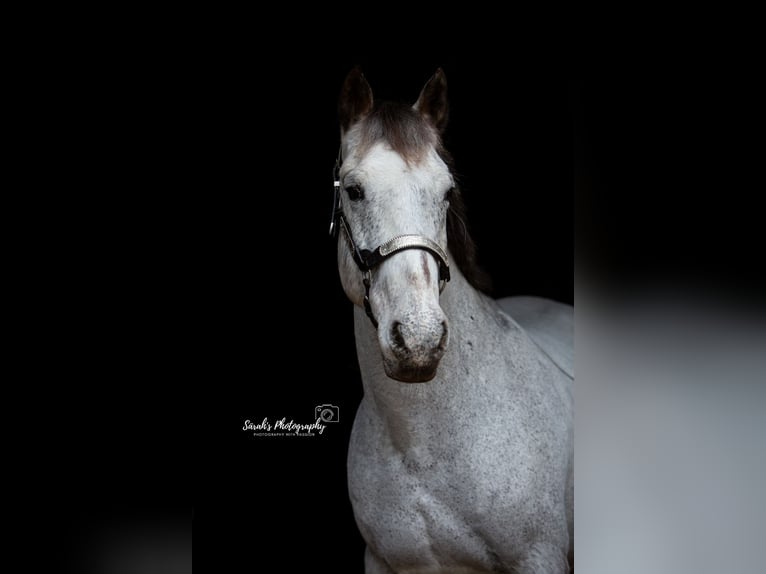 Appaloosa Mestizo Caballo castrado 17 años 150 cm Tordo picazo in Selm