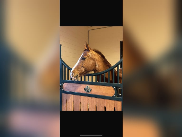 Appaloosa Caballo castrado 17 años 154 cm Alazán in Anzano del Parco