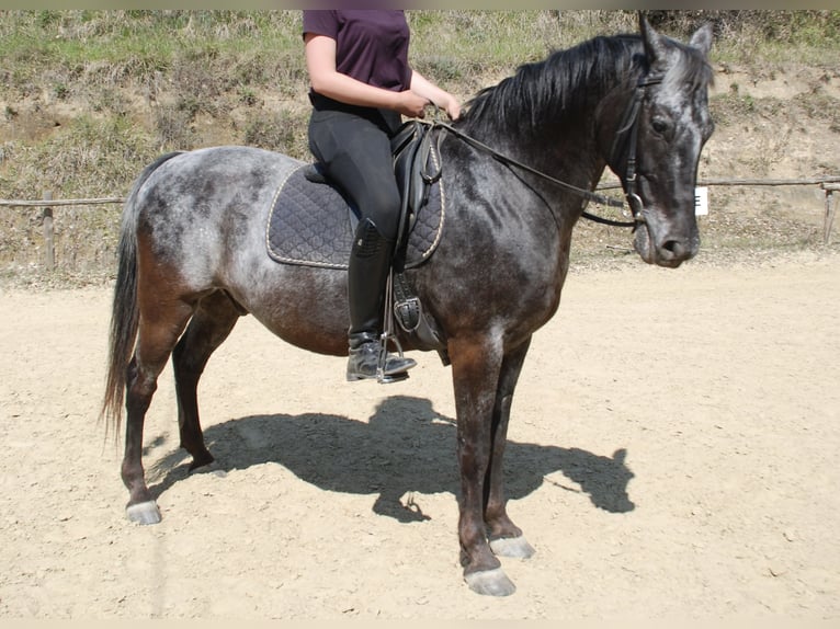 Appaloosa Mestizo Caballo castrado 17 años 154 cm Tordillo negro in Königswinter