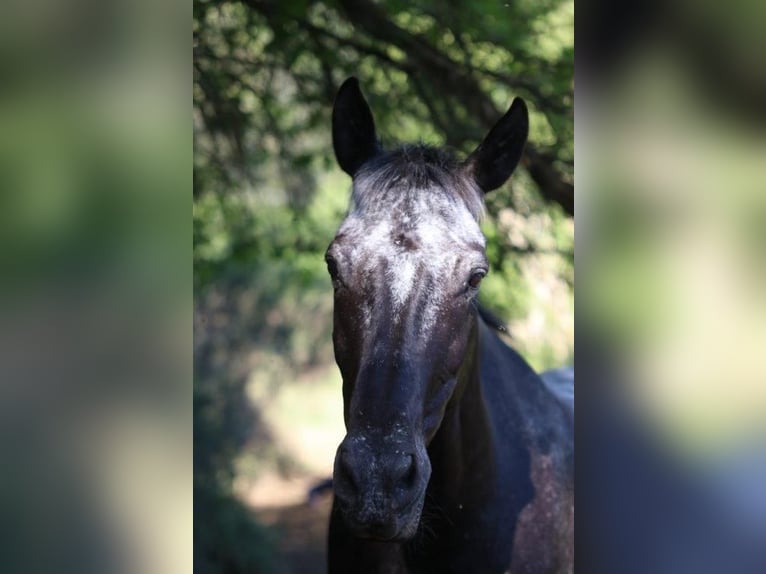 Appaloosa Mestizo Caballo castrado 17 años 154 cm Tordillo negro in Königswinter