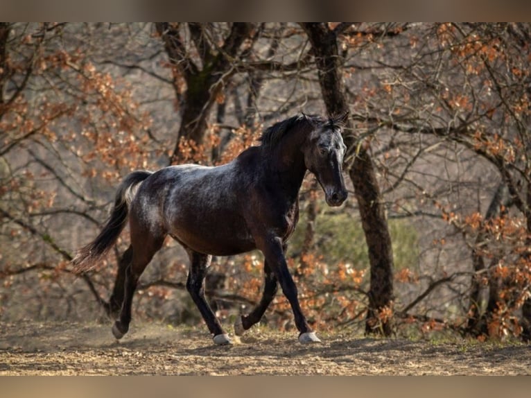 Appaloosa Mestizo Caballo castrado 17 años 154 cm Tordillo negro in Königswinter