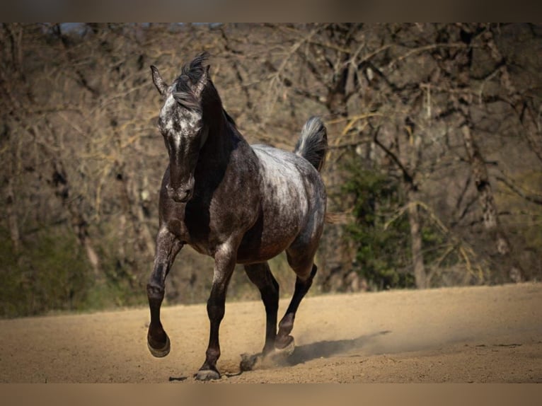 Appaloosa Mestizo Caballo castrado 17 años 154 cm Tordillo negro in Königswinter