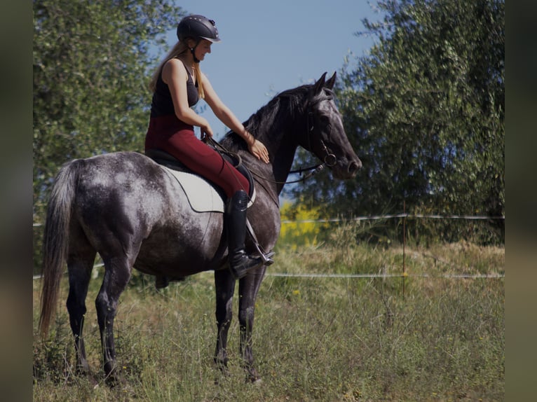 Appaloosa Mestizo Caballo castrado 17 años 154 cm Tordillo negro in Königswinter