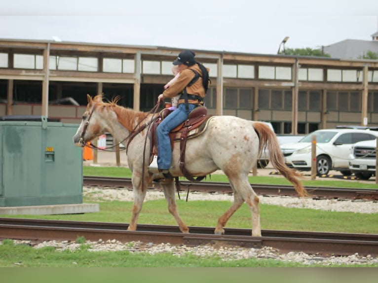 Appaloosa Caballo castrado 17 años 157 cm Alazán rojizo in Poolville