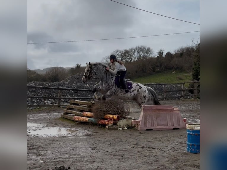 Appaloosa Caballo castrado 17 años 165 cm Atigrado/Moteado in Sligo