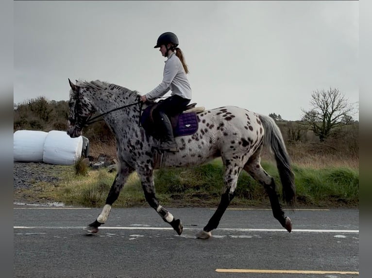 Appaloosa Caballo castrado 17 años 165 cm Atigrado/Moteado in Sligo