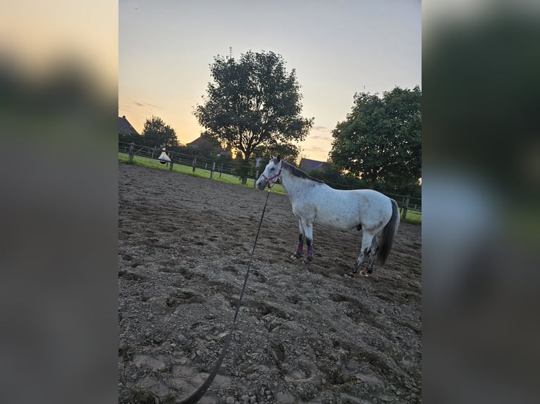 Appaloosa Mestizo Caballo castrado 18 años 150 cm Tordo picazo in Selm