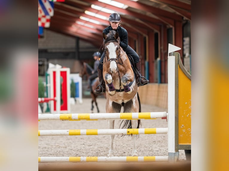 Appaloosa Caballo castrado 18 años 160 cm Atigrado/Moteado in Oud Gastel