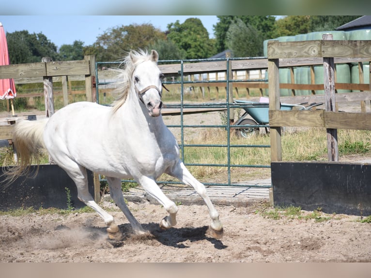Appaloosa Caballo castrado 19 años  in Achtmaal
