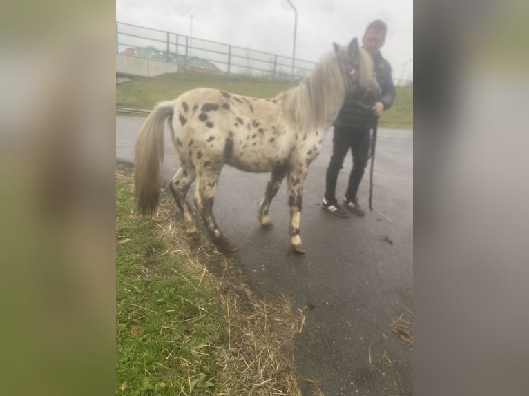 Appaloosa Caballo castrado 1 año 110 cm Atigrado/Moteado in Strijen