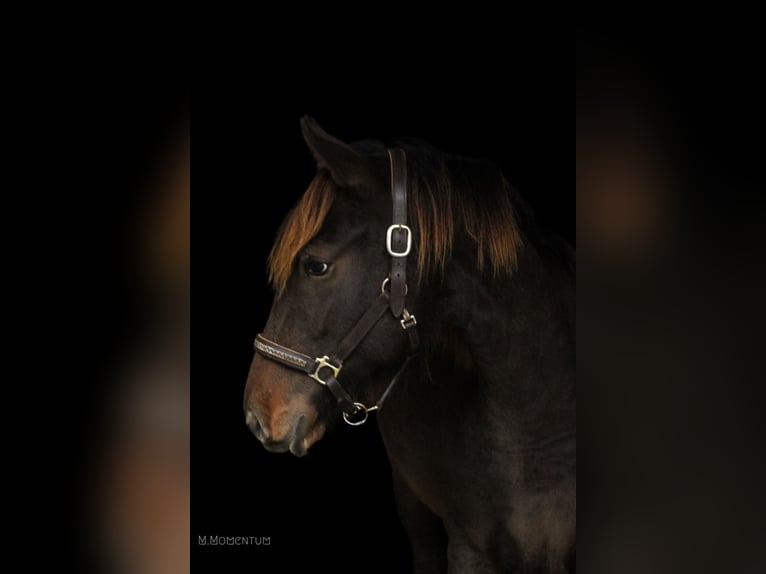 Appaloosa Mestizo Caballo castrado 1 año 146 cm Castaño in Geilenkirchen