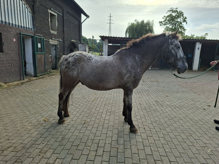 Appaloosa Mestizo Caballo castrado 23 años 145 cm Atigrado/Moteado in Essen