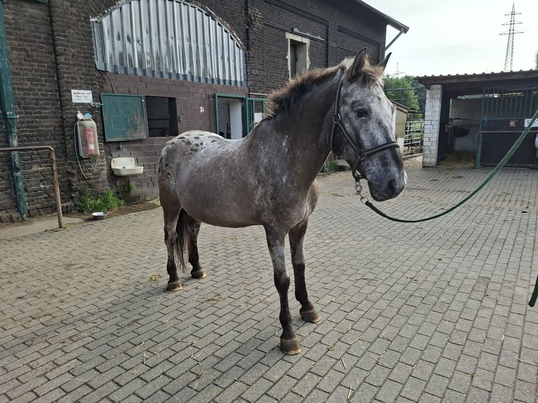 Appaloosa Mestizo Caballo castrado 23 años 145 cm Atigrado/Moteado in Essen