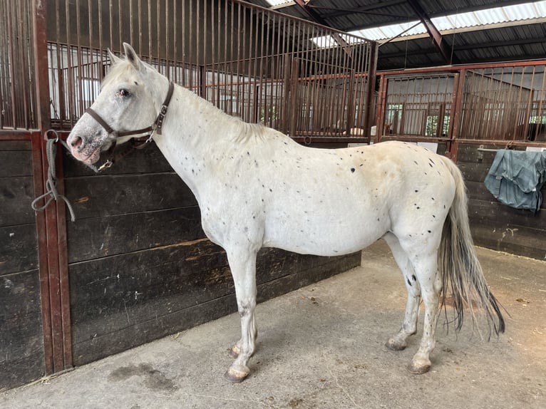 Appaloosa Mestizo Caballo castrado 28 años 147 cm White/Blanco in Overath