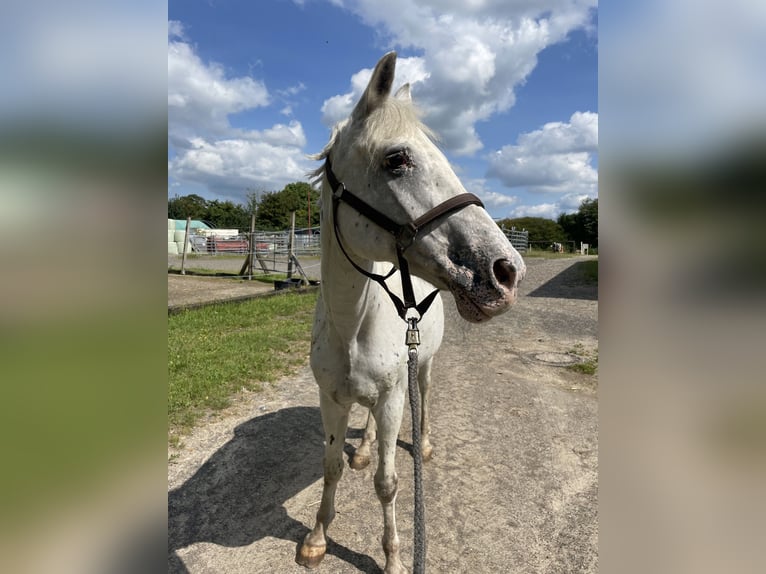 Appaloosa Mestizo Caballo castrado 28 años 147 cm White/Blanco in Overath