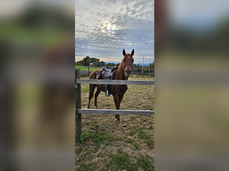 Appaloosa Caballo castrado 2 años 147 cm in Sveta ana