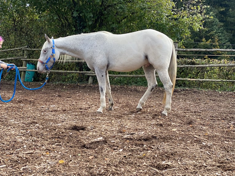 Appaloosa Caballo castrado 2 años 149 cm Tordo picazo in Göppingen