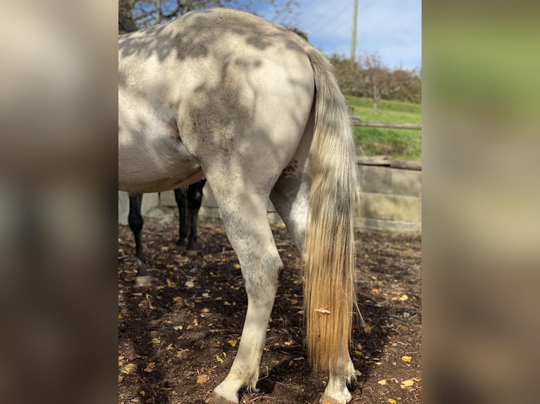 Appaloosa Caballo castrado 2 años 149 cm Tordo picazo in Göppingen