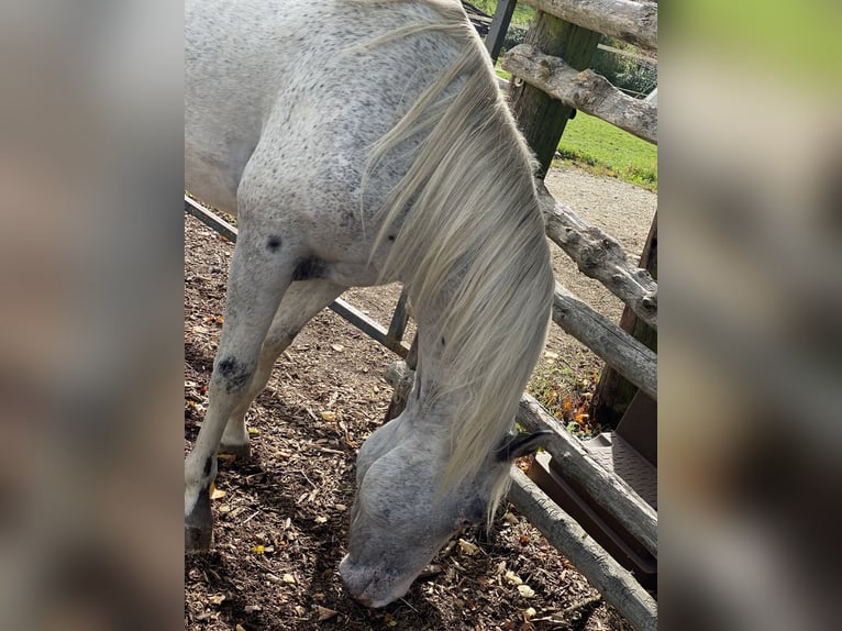 Appaloosa Caballo castrado 2 años 149 cm Tordo picazo in Göppingen