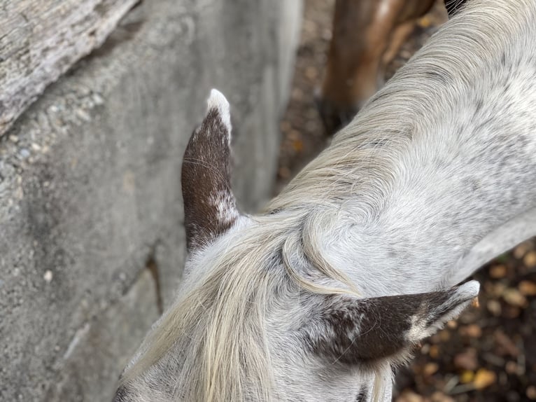 Appaloosa Caballo castrado 2 años 149 cm Tordo picazo in Göppingen