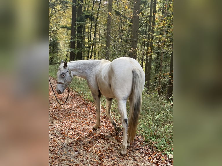 Appaloosa Caballo castrado 2 años 149 cm Tordo picazo in Göppingen