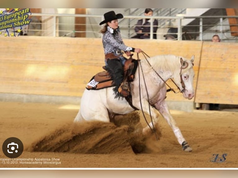 Appaloosa Caballo castrado 2 años 149 cm Tordo picazo in Göppingen