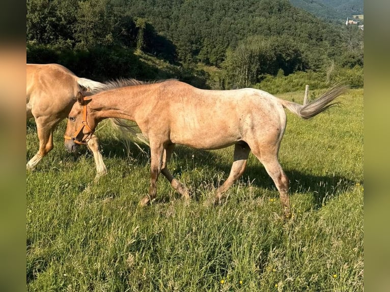 Appaloosa Caballo castrado 2 años 150 cm  in Daleiden