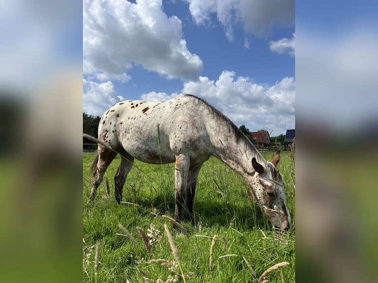 Appaloosa Caballo castrado 2 años 151 cm Castaño-ruano in Kutenholz