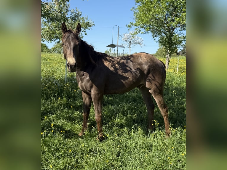 Appaloosa Caballo castrado 2 años 154 cm Buckskin/Bayo in Daleiden