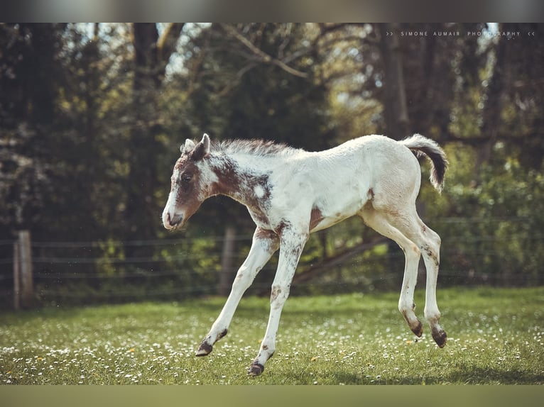Appaloosa Caballo castrado 2 años 155 cm in Stein