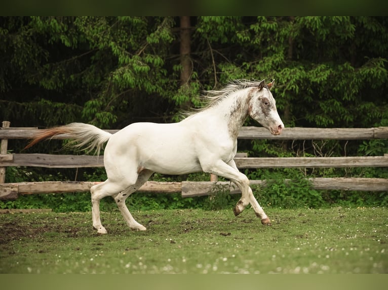 Appaloosa Caballo castrado 2 años 155 cm in Stein