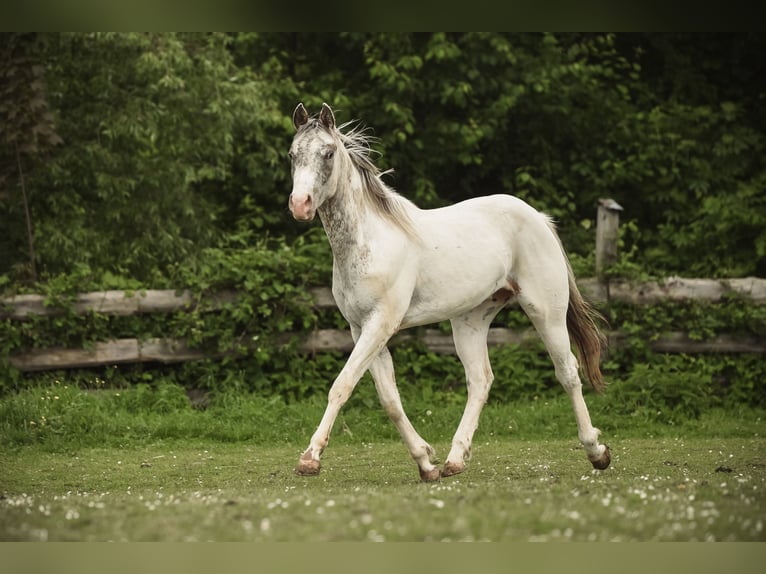 Appaloosa Caballo castrado 2 años 155 cm in Stein