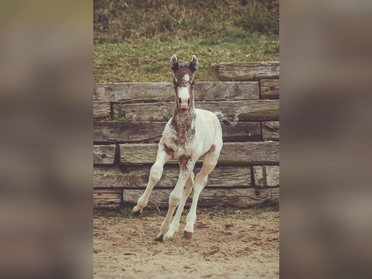 Appaloosa Caballo castrado 2 años 155 cm in Stein