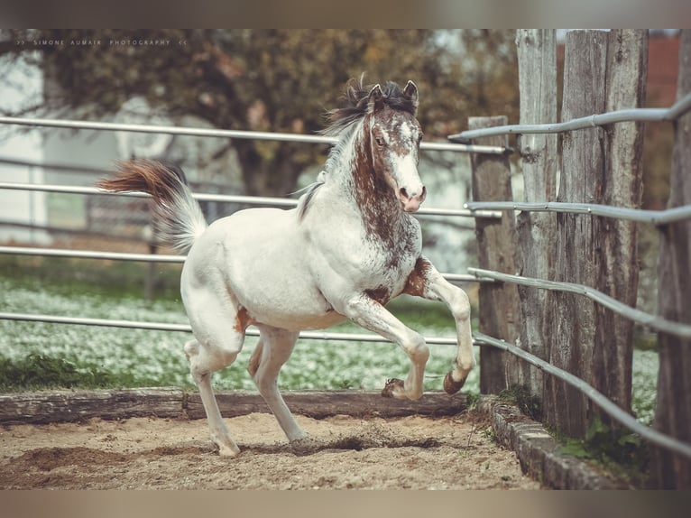 Appaloosa Caballo castrado 2 años 155 cm in Stein