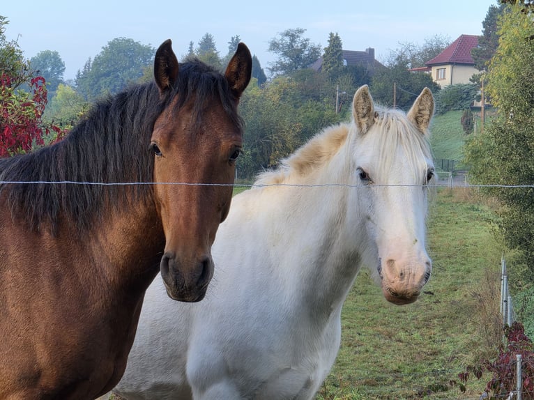 Appaloosa Mestizo Caballo castrado 2 años 155 cm Castaño in Mattstedt