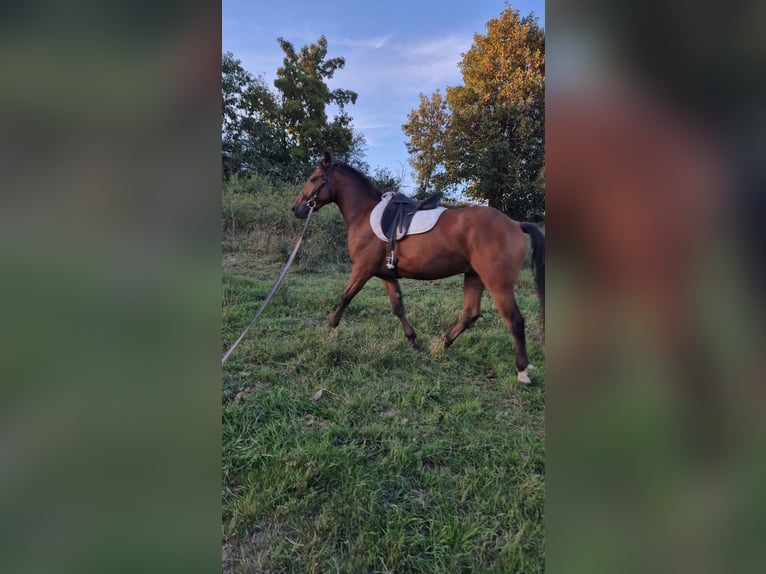 Appaloosa Mestizo Caballo castrado 2 años 155 cm Castaño in Mattstedt