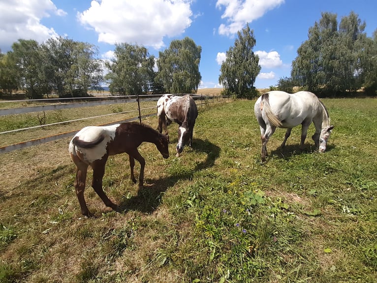 Appaloosa Caballo castrado 2 años 155 cm Castaño rojizo in Martin